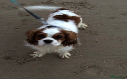 Cavalier King Charles Spaniel dogs for stud: Fully health tested proven Kc reg, multi gen clear in Wrexham - Image 2