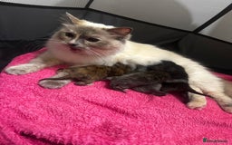 Ragdoll cats for sale: x4 adorable half ragdoll kittens ready to go soon - Image 12