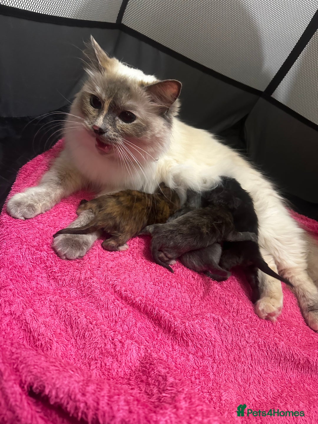 Ragdoll cats for sale: x4 adorable half ragdoll kittens ready to go soon - Image 12