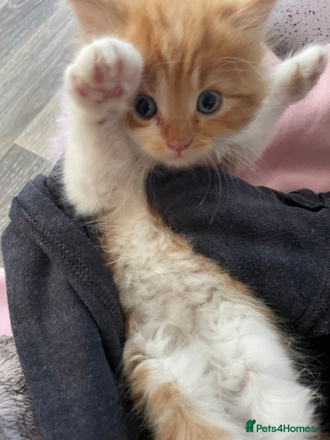 Mixed Breed cats for sale: 4 beautiful boy kittens  - Image 13