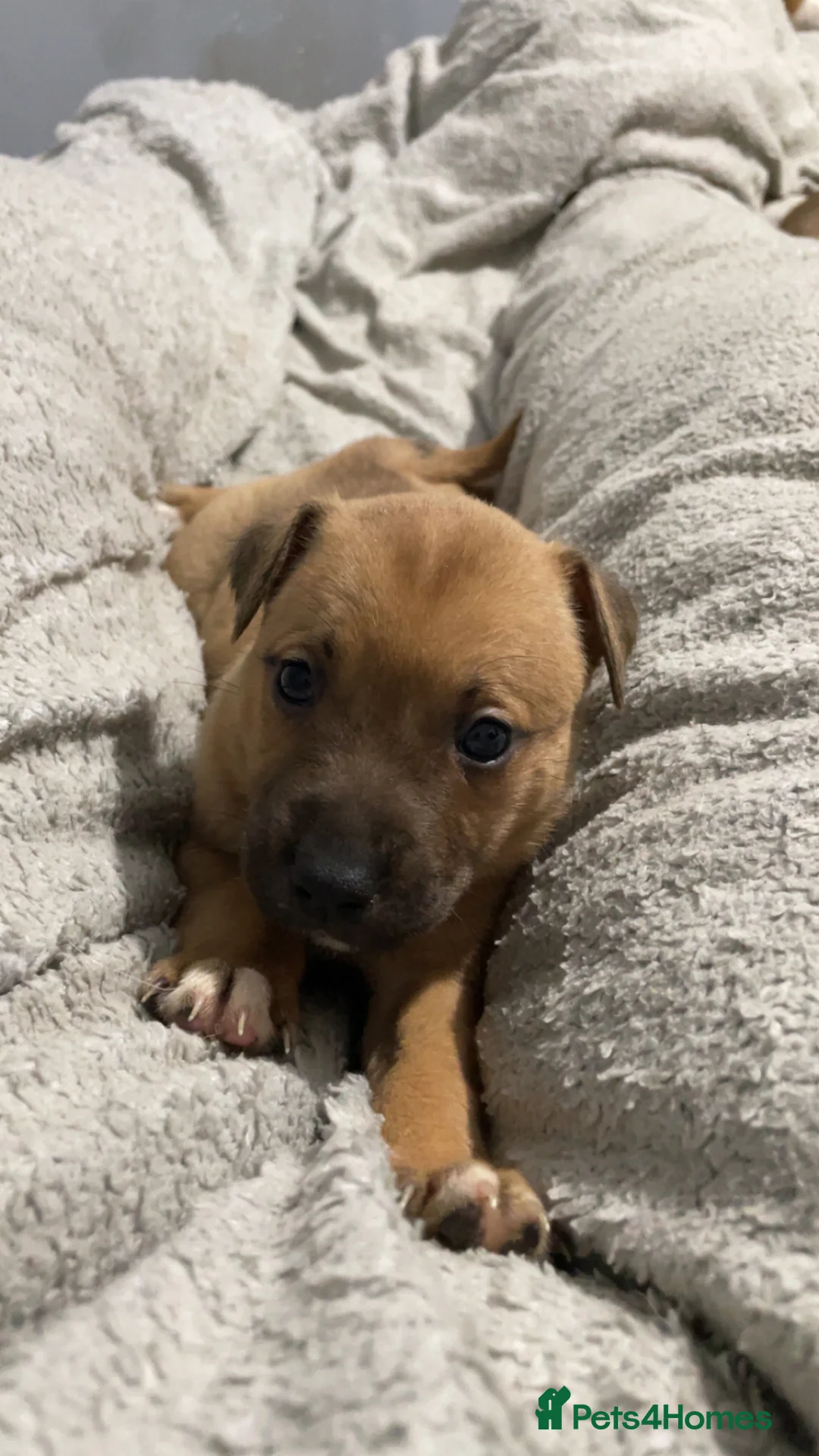 Mixed Breed dogs for sale: Rottweiler x husky puppies  - Advert 8