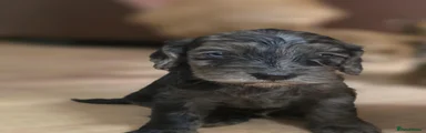 Cockapoo 1