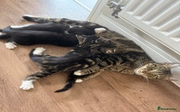British Shorthair cats for sale: 6 Gorgeous Kittens - Image 6