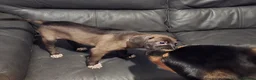 Mixed Breed dogs for sale: Tibetan Mastiff Crossbreed Pups - Advert 10