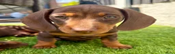 Miniature Dachshund dogs for sale: Chocolate & tan short hair miniature dachshund  - Advert 21