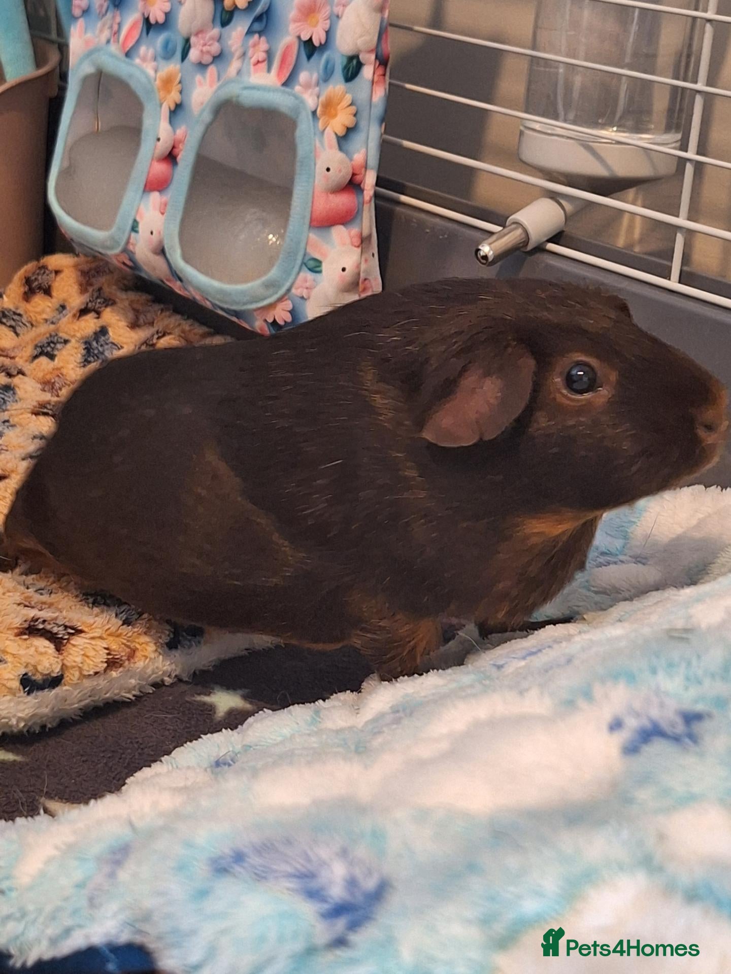 Guinea Pig rodents 1 Neutered Boy and 1 Girl Bonded Pair Guinea Pigs - Advert 2