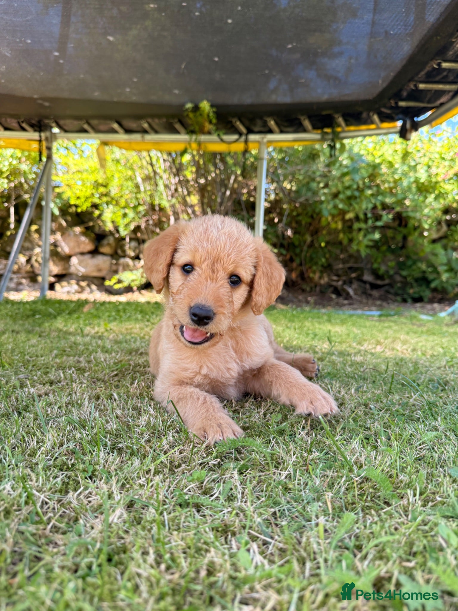Labradoodle dogs Labradoodle puppies  - Advert 16