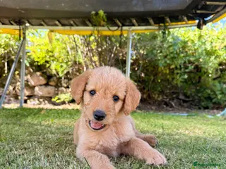 Labradoodle dogs Labradoodle puppies - Advert 16