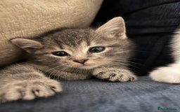 Mixed Breed cats for sale: Beautiful kittens from family home available now - Advert 1