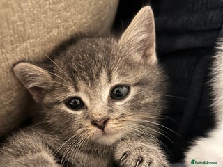 Mixed Breed cats for sale: Beautiful kittens from family home available now - Advert 1