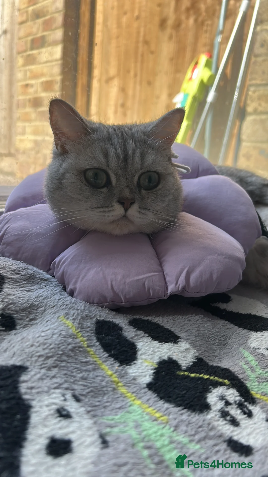 British Shorthair cats for sale: Nala  - Advert 1