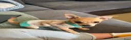 Chihuahua dogs for sale: 4 month old chihuahua   - Advert 6