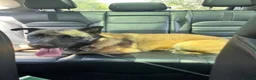 Mixed Breed dogs for adoption: Meet Luna, currently residing in London in Edgware - Advert 6