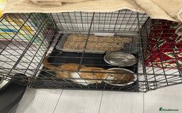 Mixed Breed cats for sale: ****** for sale comes with cage. - Image 8