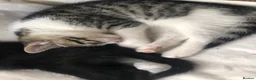 Domestic Shorthair cats for sale: Russian Blue × Bengal Mixed Kittens – 4 available - Advert 10
