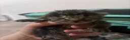 Mixed Breed cats for sale:  mixed kittens, Maine coon ancestry and ragdoll 🐾 - Advert 26