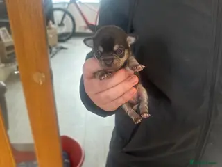 Chihuahua dogs Beautiful chihuahua puppies different colors - Advert 15