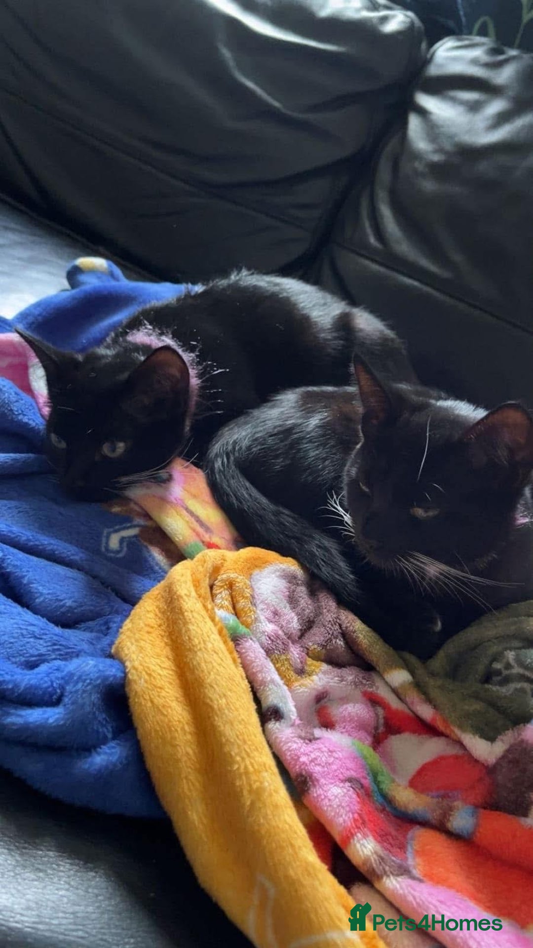 Domestic Shorthair cats for sale: Black and white cat  - Image 3
