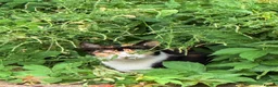 Mixed Breed cats for sale: 3month old kitten and mother ready for new home  - Advert 8