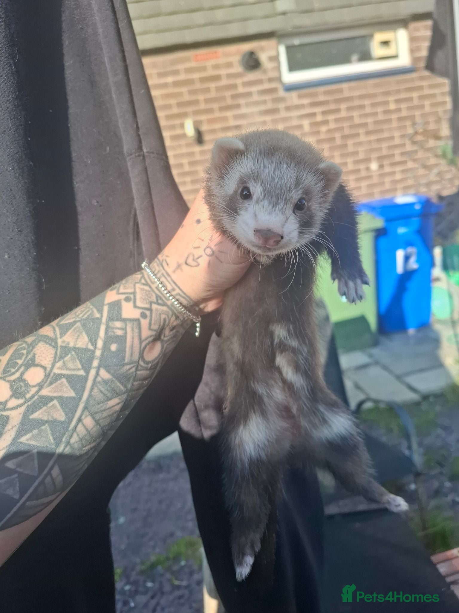 Ferret rodents Ferret kit jill - Advert 1