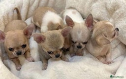Chihuahua dogs for sale: Chihuahua puppies - Image 1