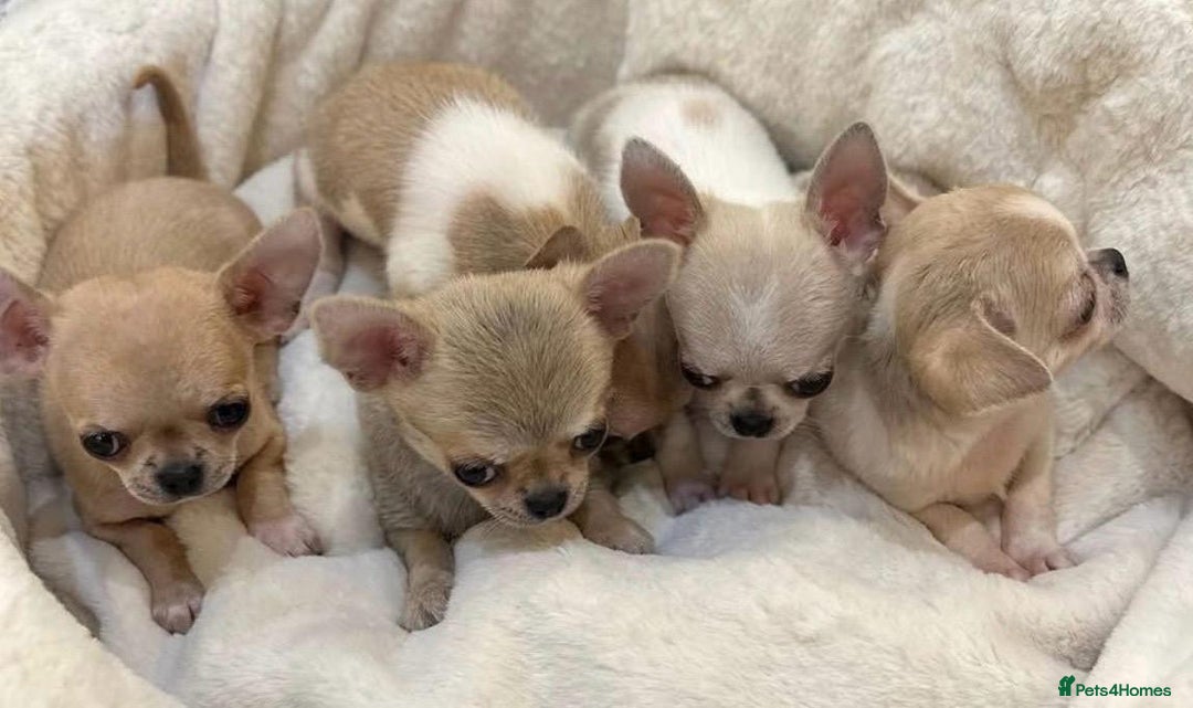 Chihuahua dogs for sale: Chihuahua puppies - Image 1
