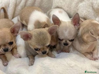 Chihuahua dogs for sale - Advert 1