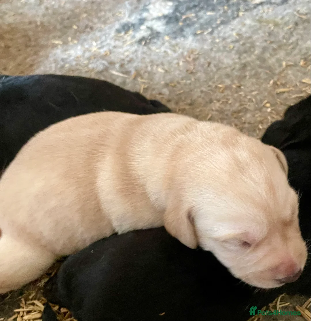 Labrador Retriever dogs for sale: Labrador puppies KC reg Health tested - Advert 2