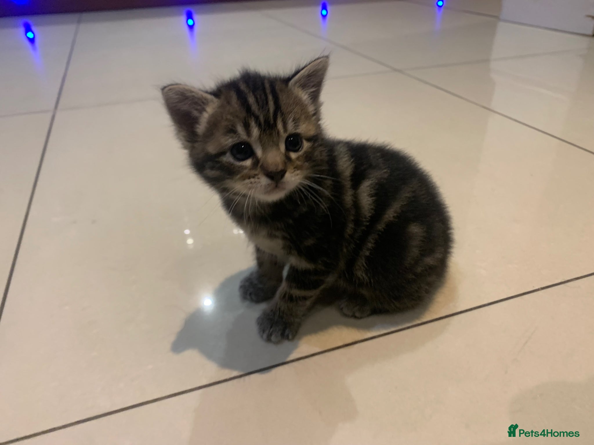 Mixed Breed cats for sale: Shorthair Tabby’s mixed breed in Solihull - Advert 20