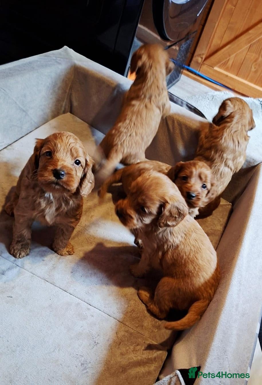 Cockapoo dogs for sale: Cockapoo puppies  - Advert 14