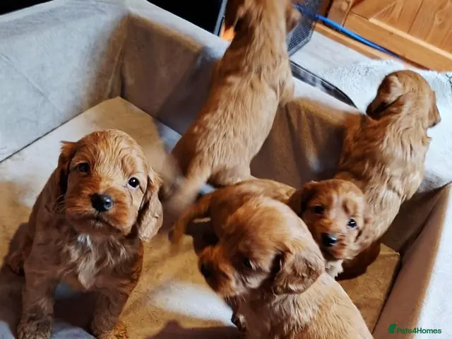 Cockapoo dogs for sale: Cockapoo puppies - Advert 2