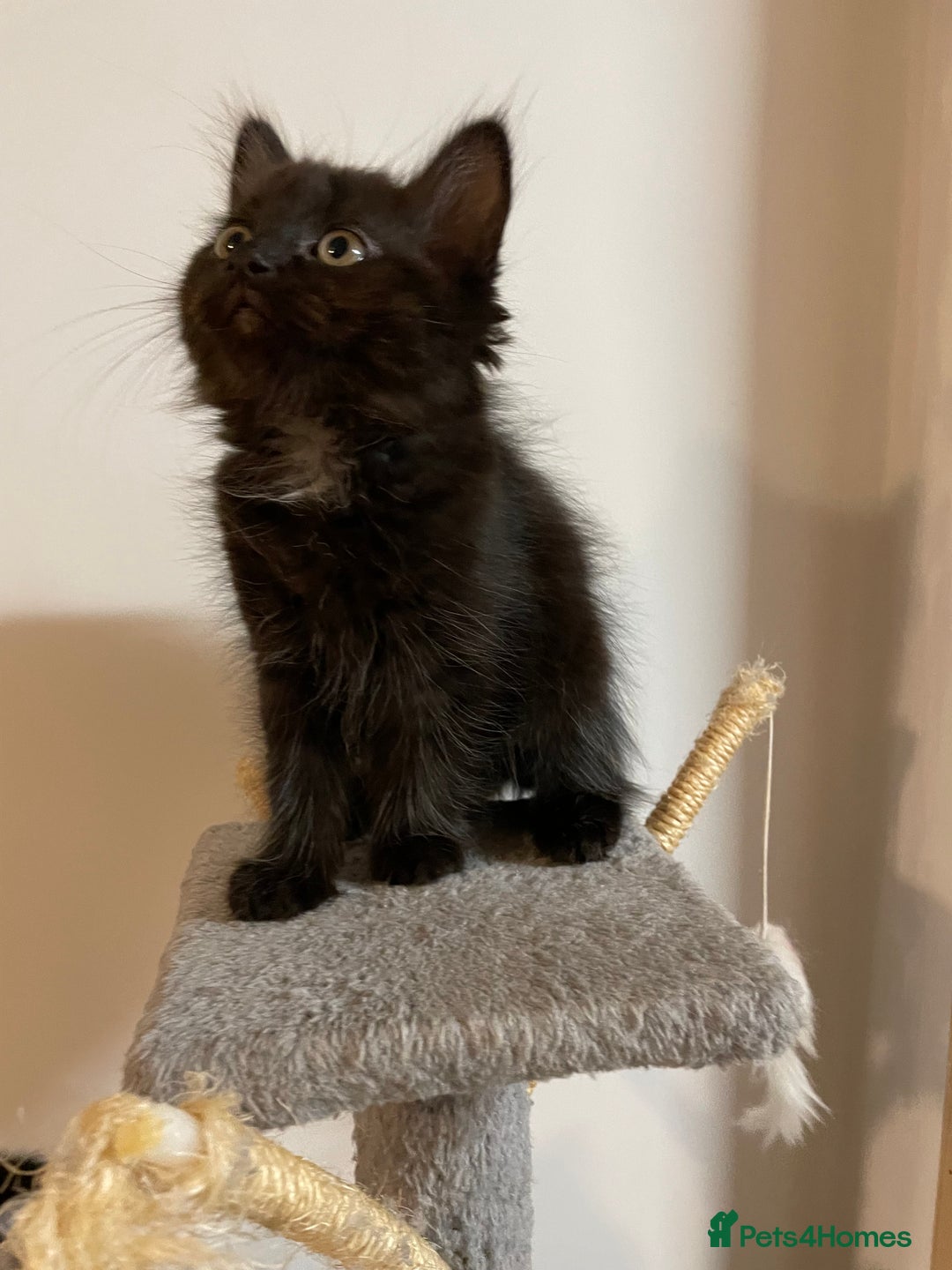 Mixed Breed cats for sale: Mix breed beautiful kittens - Image 24