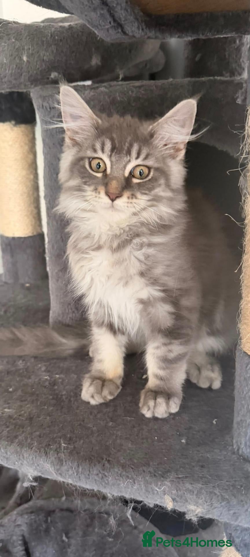 Maine Coon cats Beautiful Main coon kittens  - Advert 5