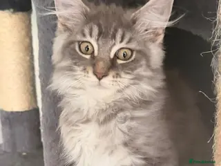 Maine Coon cats Beautiful Main coon kittens - Advert 5