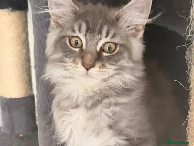 Maine Coon cats Beautiful Main coon kittens - Advert 12