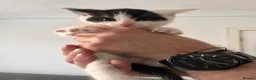 Mixed Breed cats for sale: 3 males, 1 female from loving family home - Advert 16
