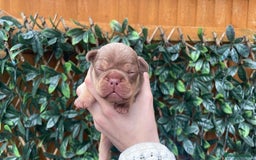 French Bulldog dogs for stud: NEW SHADE ISABELLA health tested  in Hastings - Image 13