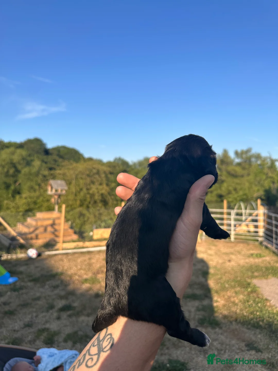 Cocker Spaniel dogs for sale: Working cocker spaniels - Advert 15