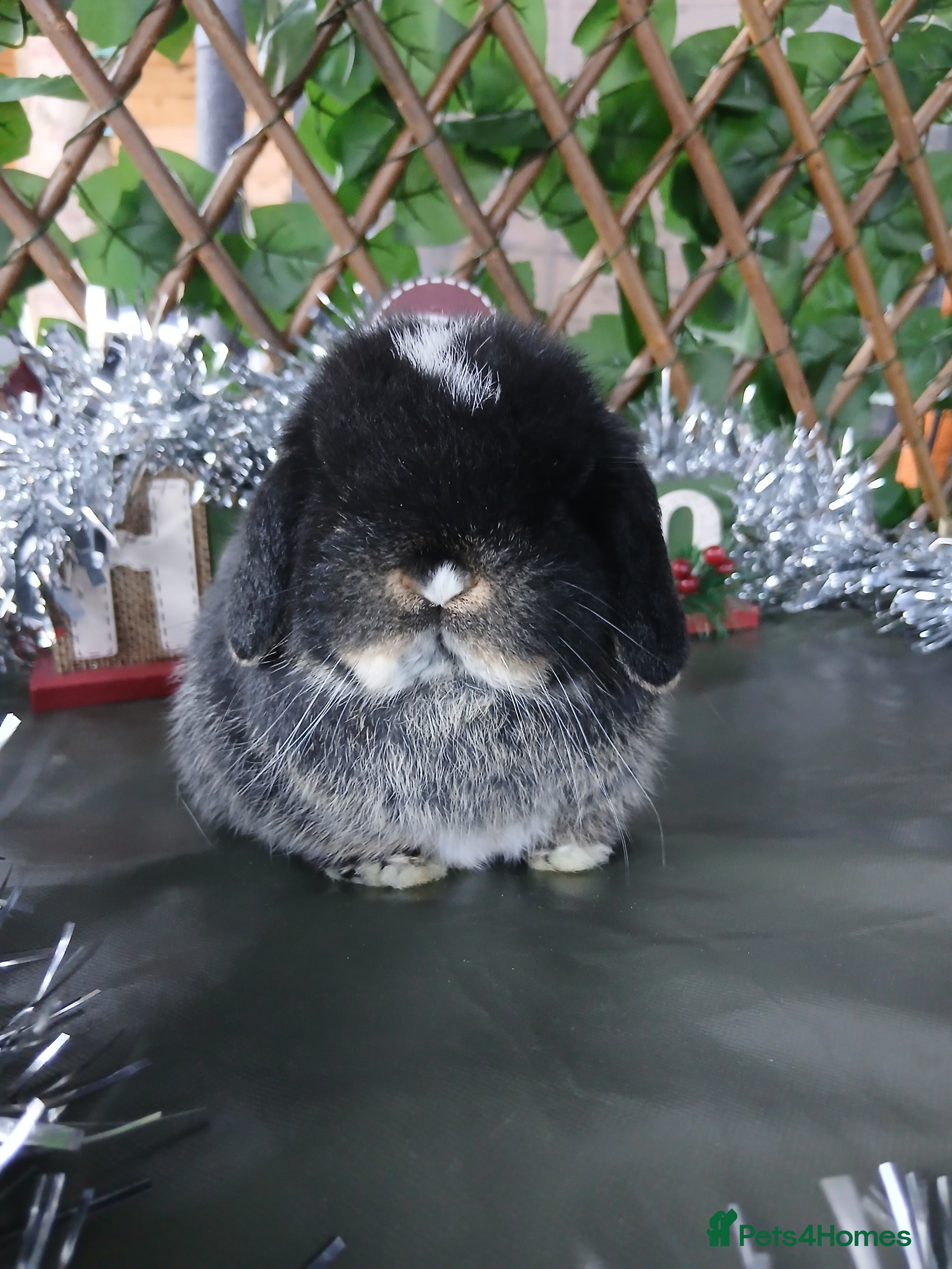 Mini Lop rabbits Stunning pure mini lop baby buck - Advert 9