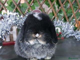 Mini Lop rabbits Pure mini lop babies - Advert 4
