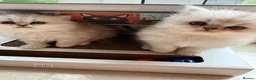 Persian cats for sale: 🐾 TWO BEAUTIFUL PERSIAN KITTENS AVAILABLE 🐾 - Advert 8