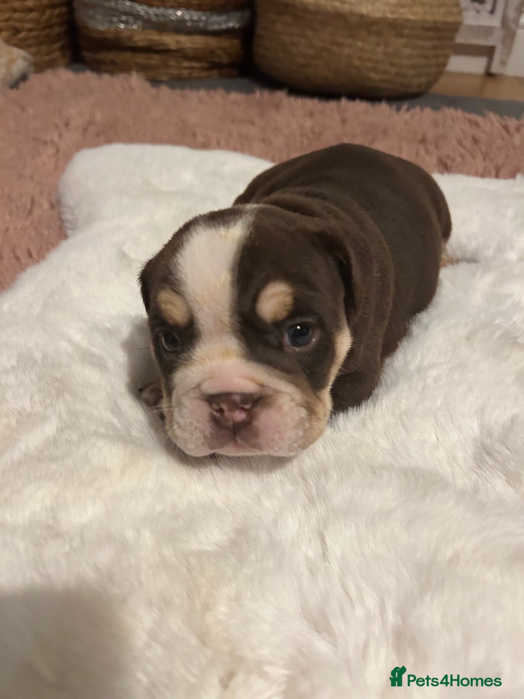 English Bulldog dogs for sale: 💖 5 Adorable English bulldog puppies 💖 - Image 6