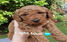 Cavapoochon dogs for sale: F1b Cavapoochon Puppies – 3 Boys Ready to Reserve - Image 10