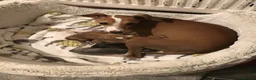 Italian Greyhound dogs for sale: Quality female puppies - Advert 2