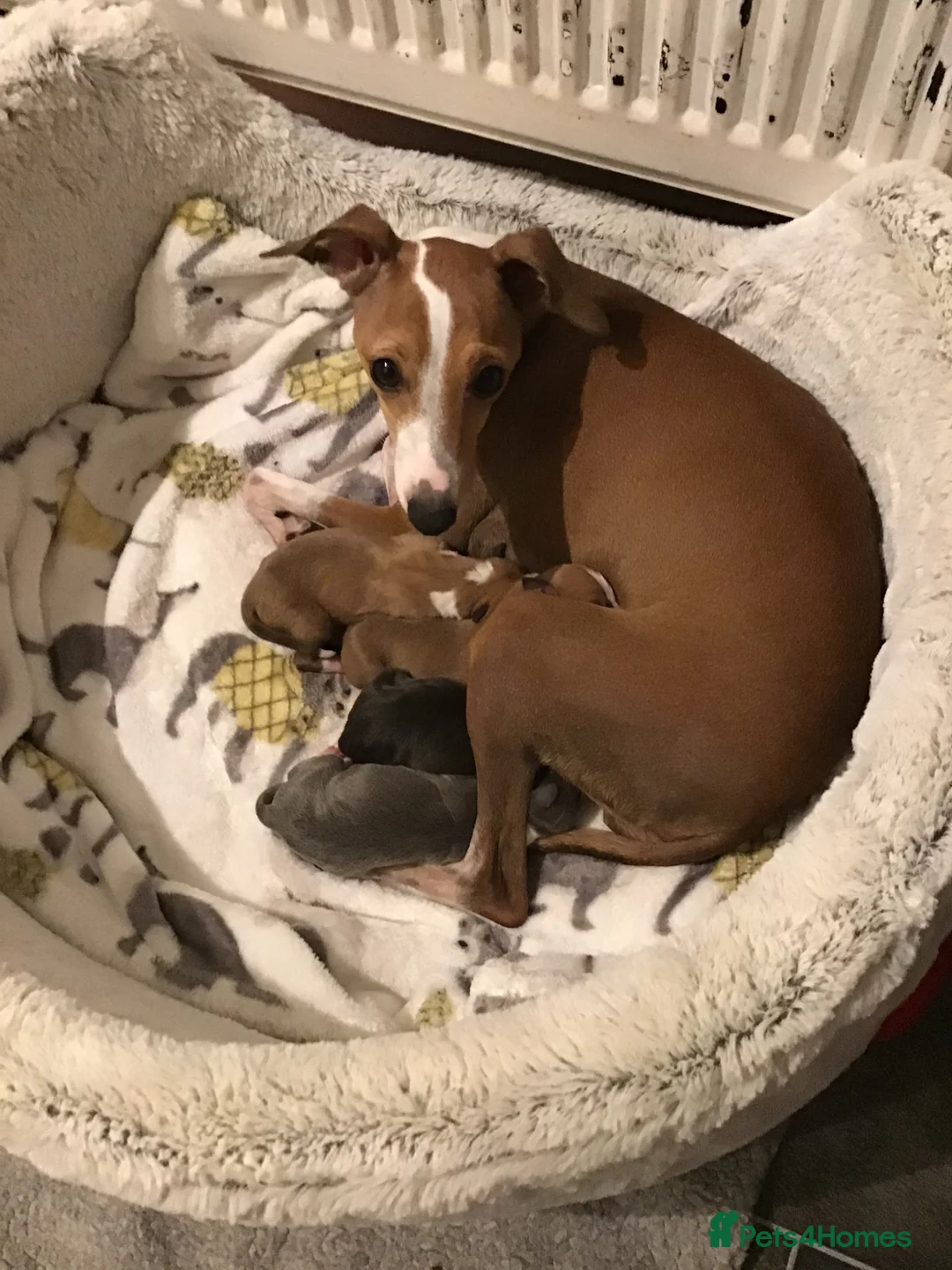 Italian Greyhound dogs for sale: Quality female puppies - Advert 2
