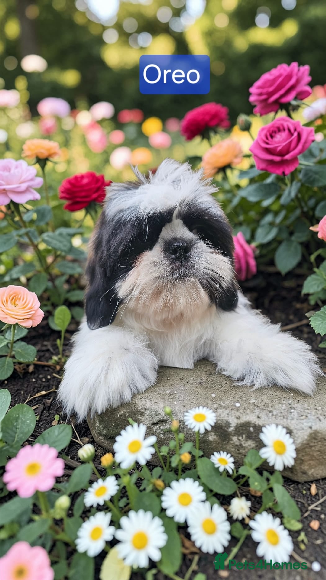 Shih Tzu dogs  💞 QUALITY STANDARD SHIH TZU 💕 - Advert 5