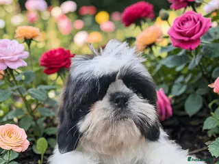 Shih Tzu dogs 💞 QUALITY STANDARD SHIH TZU 💕 - Advert 3