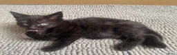 Mixed Breed cats for sale: Adorable 11-week-old boy ready for a new home  - Advert 6