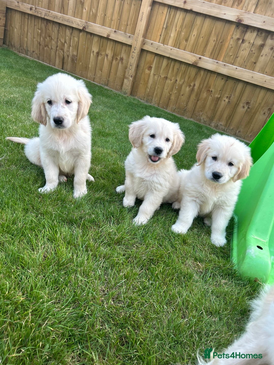 Golden Retriever dogs for sale: Golden retriever puppies  - Image 7