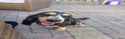 Cocker Spaniel dogs for sale: Cocker spaniel bitch 18 months old  - Advert 2
